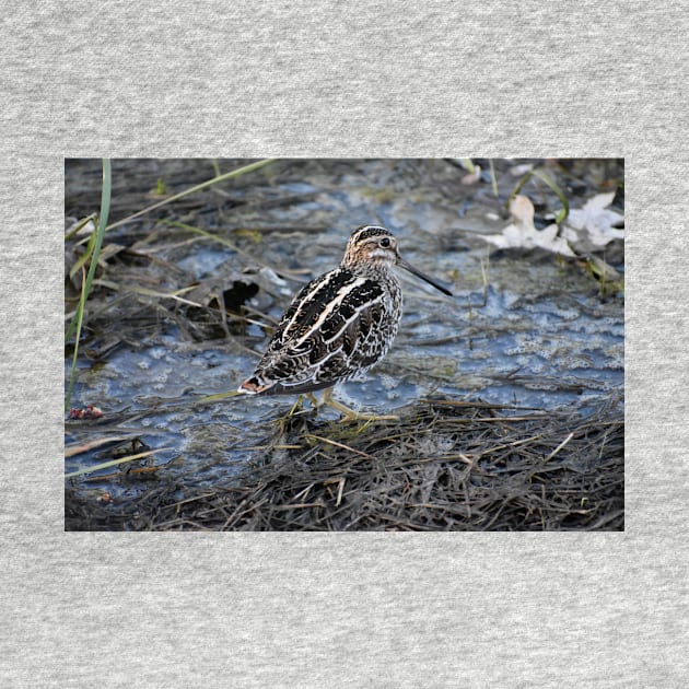 Wilson's snipe  by ToniaDelozier